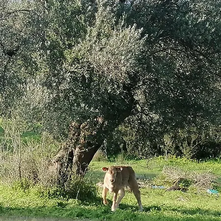 Costas - Popi Sivas