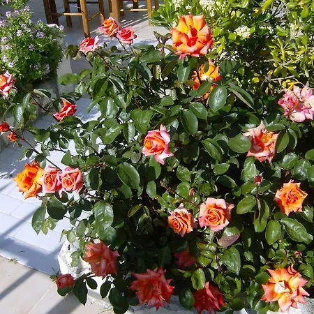 Costas - Popi Guest house Sivas